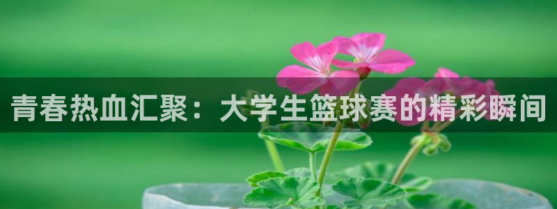 K1体育活动时间：青春热血汇聚：大学生篮球赛的精彩瞬间